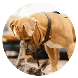 Pet Supplies